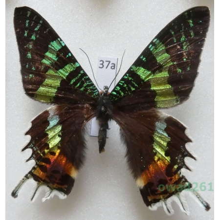 Chrysiridia rhipheus (Drury, 1773) Madagascar 61mm37a